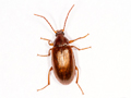 Nalassus laevioctostriatus
